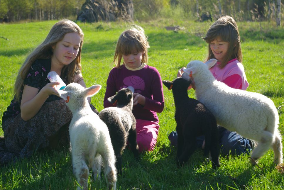 Ihanat karitsat maitopullolla