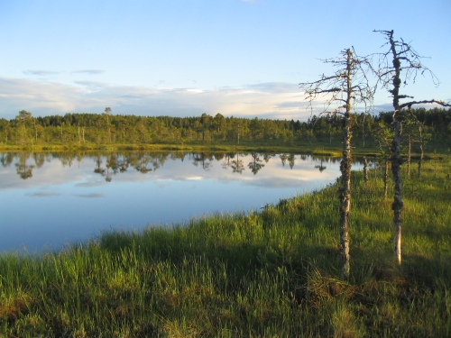 Pitkospuulenkin varrelta