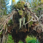 metsagalleria
